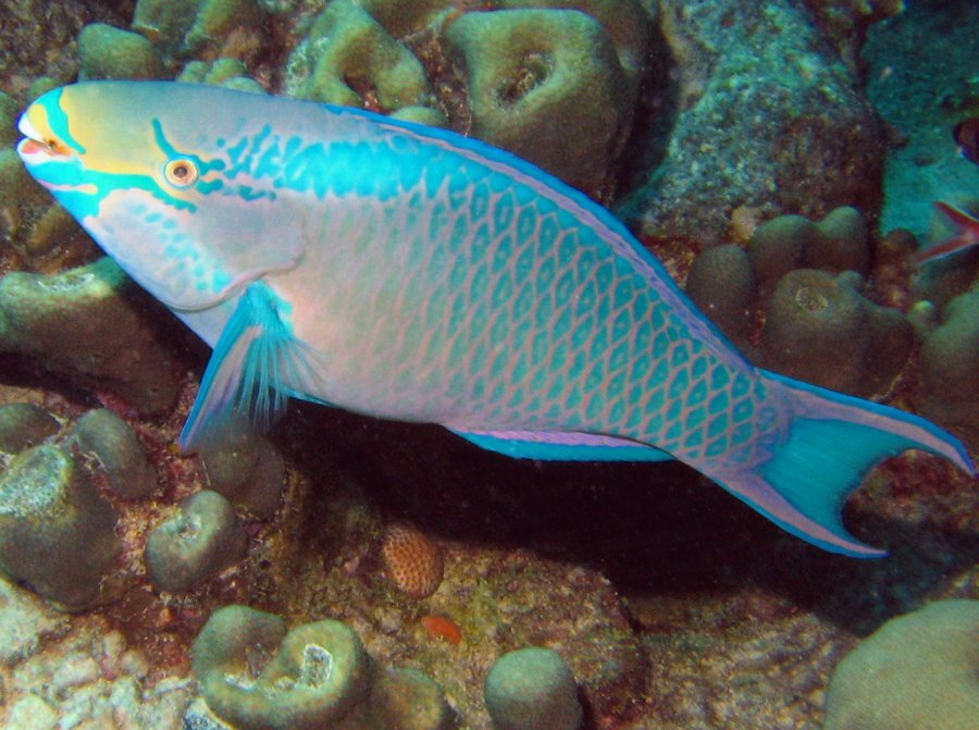 Queen Parrotfish